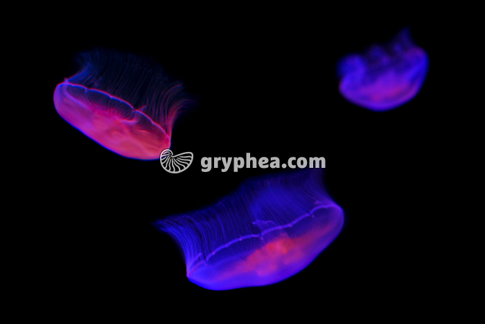 Méduses (Aurelia aurita) - gryphea.com